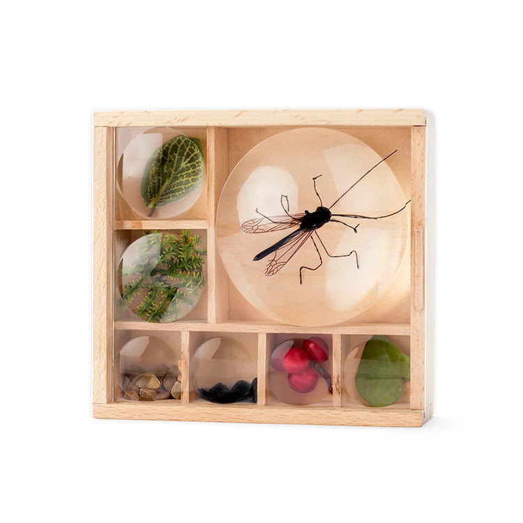 My Little Museum - Magnifying Treasure Box